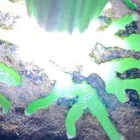 莫莫亮冰种正阳绿翡翠原石开窗料