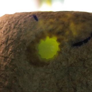 莫西沙细糯种翡翠原石毛料