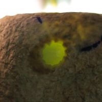 莫西沙细糯种翡翠原石毛料
