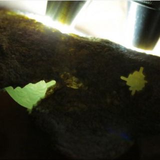老坑会卡翡翠原石种糯化