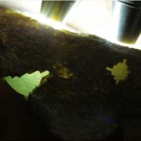 老坑会卡翡翠原石种糯化